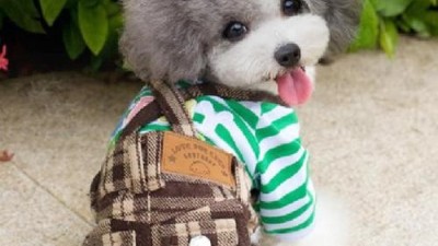 狗衣服工廠定制【嘉美樂】好質量好產品